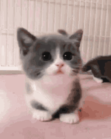 Cute Cat